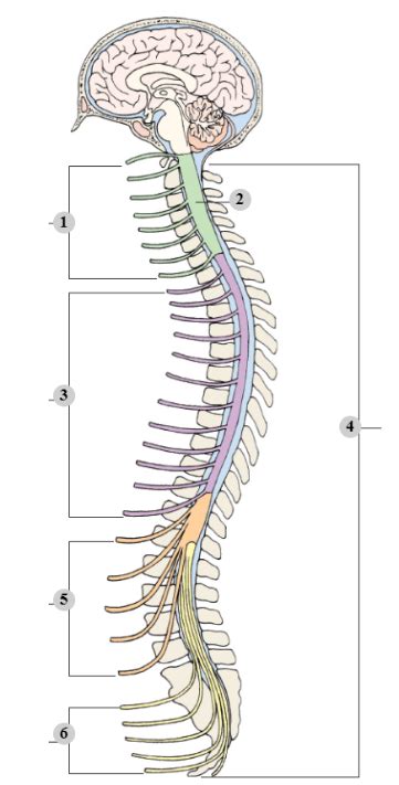 nerve anatomy diagram quizlet