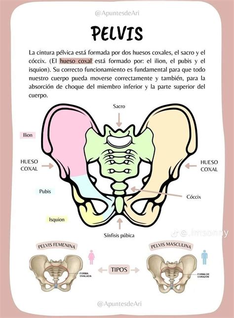 Pelvis Medical School Inspiration Medical School Essentials