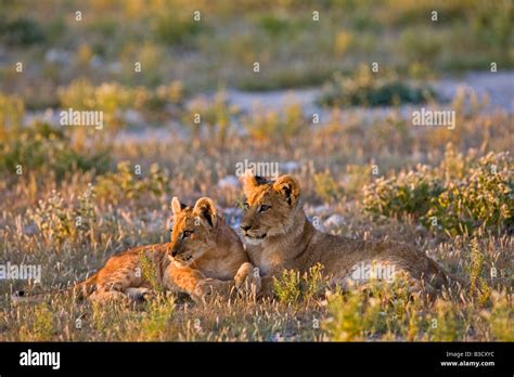 Africa Botswana Lion Cubs Panthera Leo Stock Photo Alamy