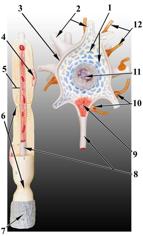 Neuron/Axon model Diagram | Quizlet