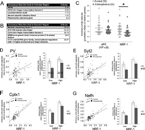 Nuclear Respiratory Factor 1 Nrf 1 Expression Is Reduced In The