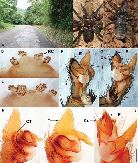 Four New Species Of The Primitively Segmented Spider Genus Qiongthela