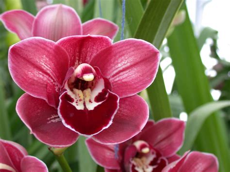 Red Cymbidium Orchids Filea And B Larsen Orchids Cymbidium Rolf