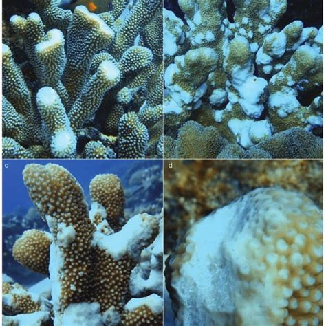 Pdf Growth Anomalies Affecting Cocos Keeling Islands Coral Reefs