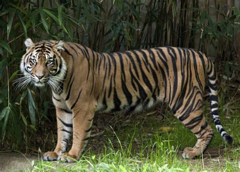 Two Sumatran Tiger Cubs Born at the Smithsonian’s National Zoo ...