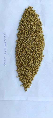 Grade Eagle Dried Green Coriander Seed Form Seeds At Rs Kg In Mahuva