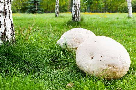 Calvatia Gigantea Bej N Gigante Un Hongo De Tama O Imponente Blog