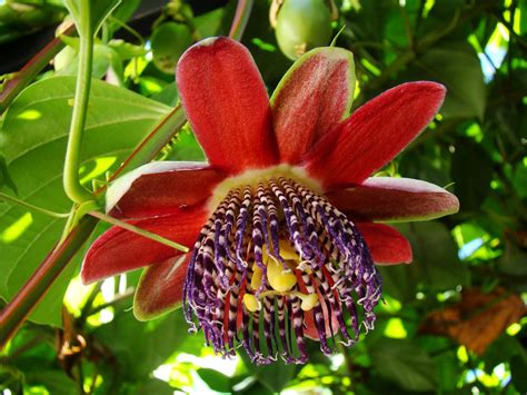 Free Passion fruit flower 2 Stock Photo - FreeImages.com