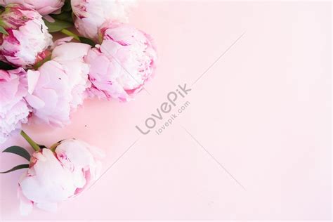 핑크 테이블 사진에 아름 다운 신선한 분홍색 모란 꽃과 싹 사진 무료 다운로드 Lovepik