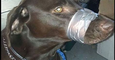 Woman Posts Mouth Taped Dogs Pic On Facebook Under Probe