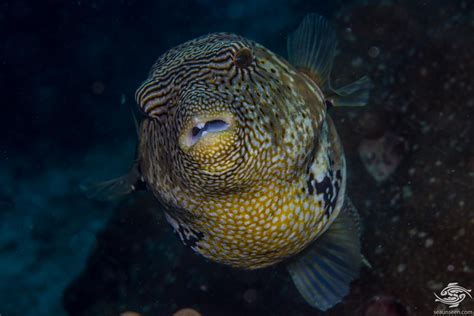 Map Pufferfish Facts And Photographs Seaunseen