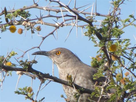 Estas Son Las Aves Representativas De Los Altos Sur Ciudad Olinka