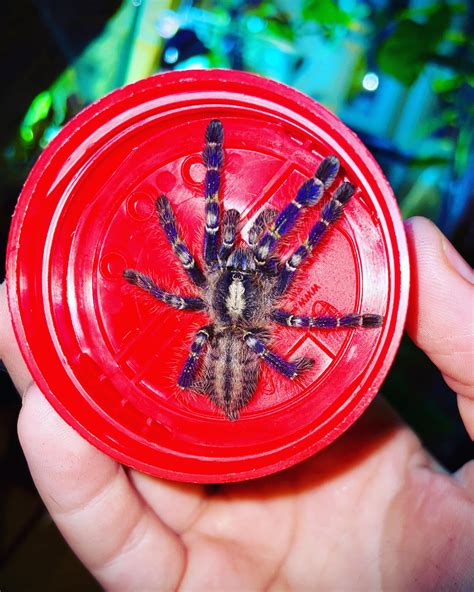 My Newest Addition Blue Gooty Sapphire Ornamental 🥹 Rtarantulas