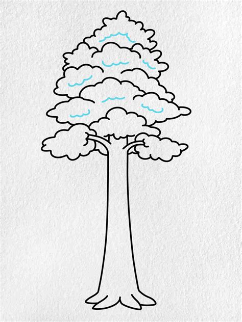 buy a redwood tree 6