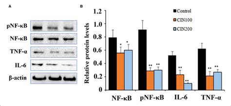 Cinnamaldehyde supplementation inhibits the activation of NF κB in