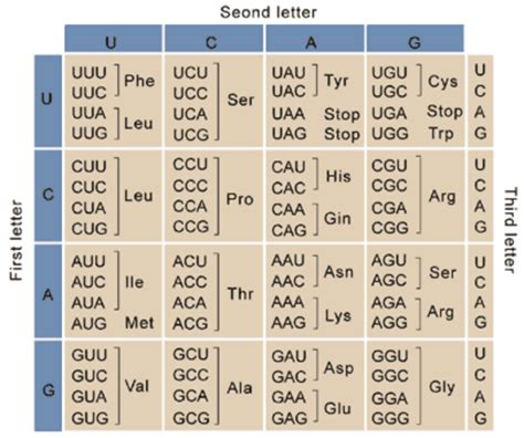 Solved A DNA Coding Sequence Of ATGCGTGGA Sequence For The Chegg