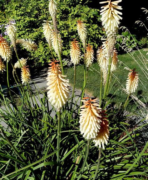 danger garden: An evening for garden visits...