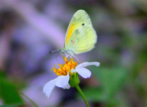 Dainty Sulphur Project Noah