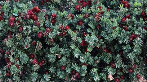 9 Varieties From The Diverse Callistemon Genus You Should Consider Growing | Horticulture Magazine