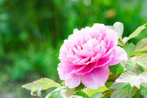 牡丹（ボタン）の花とは？ 花言葉や開花時期など育て方のコツを解説 となりのカインズさん