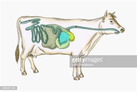 Cross Section Illustration Of Digestive System Of Cow Illustration