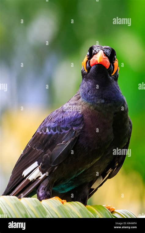 Common Hill Mynah Stock Photo Alamy