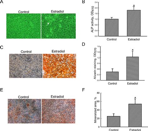 Figure 1 from Estrogen ERα signaling axis participates in osteoblast