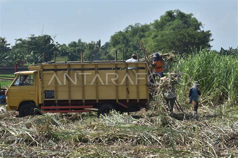 Target Produksi Gula Antara Foto