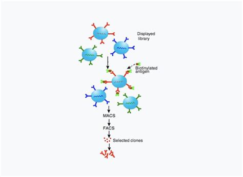 VHH Antibody Yeast Display Library | Discovery | AvantFoil