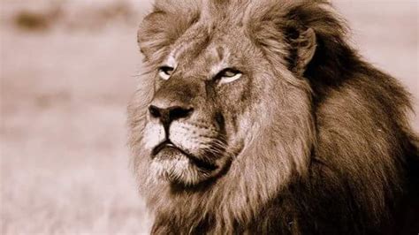 Simbabwe Hobbyj Ger T Tet Beliebten L Wen Cecil In Nationalpark