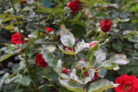 Roses 101 A Guide To Identifying And Treating 12 Common Rose Issues