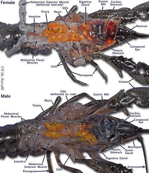 Crayfish Dissection Male