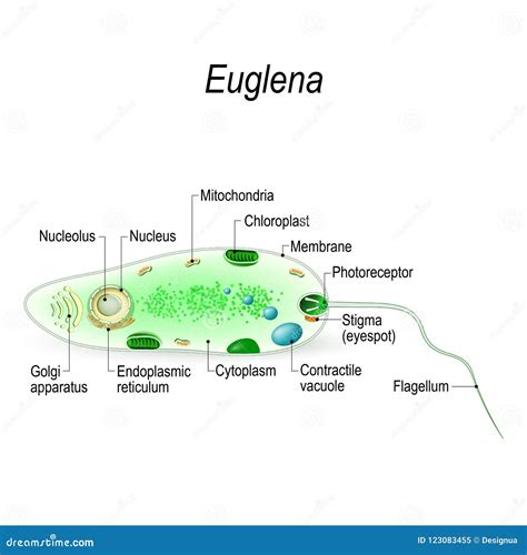 Diagrammed Structure Of A Euglena Euglena Microscopic Organi