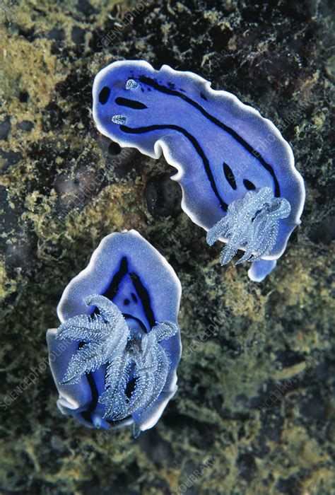 Sea slugs - Stock Image - Z480/0129 - Science Photo Library