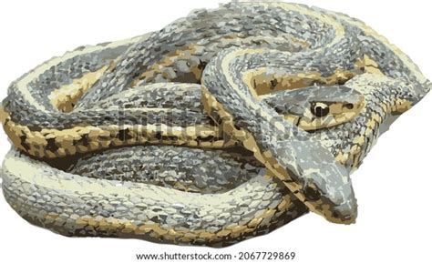 Giant Garter Snake Stock Photos and Pictures - 4 Images | Shutterstock