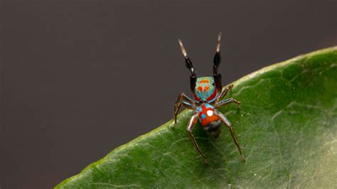 This spider scuttles like an ant to avoid trouble | Popular Science