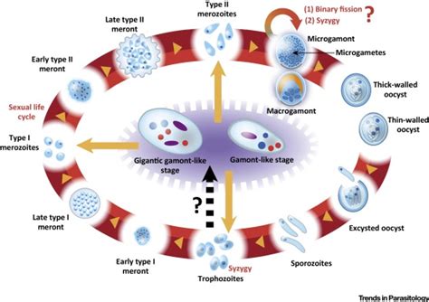 Cryptosporidium Parvum Life Cycle