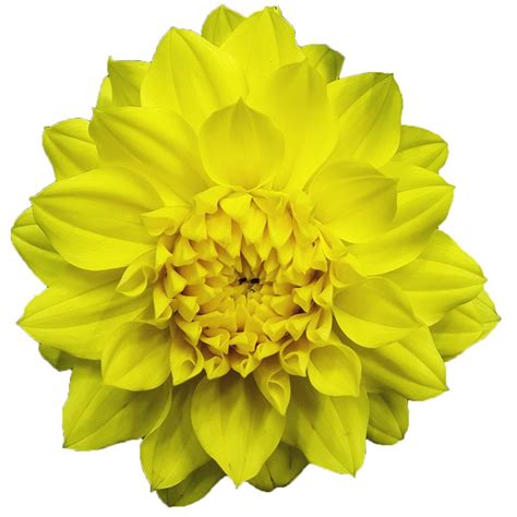 Dahlia Dahlinova Hypnotica Yellow Plant Wholesale Floraccess