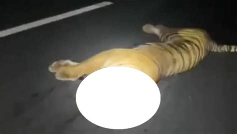 Viral Video Mobil Tabrak Harimau Di Jalan Tol Cisumdawu Ternyata Ini