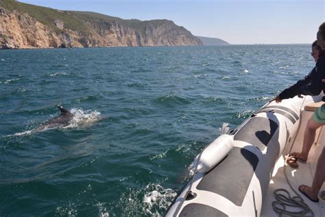 Sesimbra Tour En Barco Para Avistar Delfines Con Gu A Bi Logo