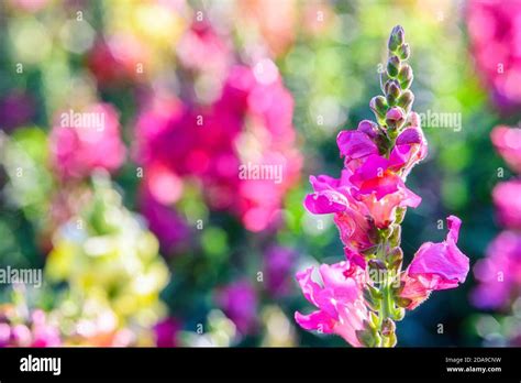 Beautiful Antirrhinum Majus Dragon Flower Also Known As Snap Dragons