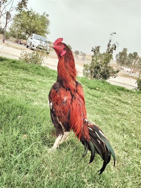 Pure Aseel Roosters Rooster Pure Products All Over The World