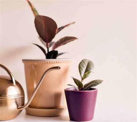 Variegated Rubber Plant - The Contented Plant