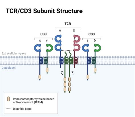 TCR/CD3 Subunit Structure | BioRender Science Templates