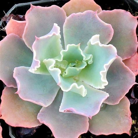 Echeveria Crinoline Ruffles Limited Mountain Crest Gardens