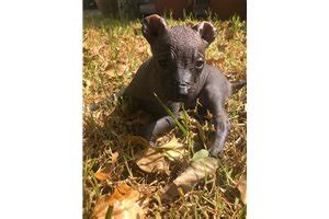 Xoloitzcuintli Puppies for Sale from Reputable Dog Breeders