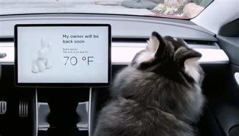 Tesla Dog Mode - Keep Your Pooch Comfy - teslatoro.com