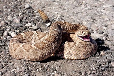 Western Diamondback Rattlesnake | Coniferous Forest