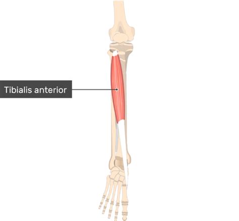 Tibialis Anterior Muscle Attachments Actions And Innervation