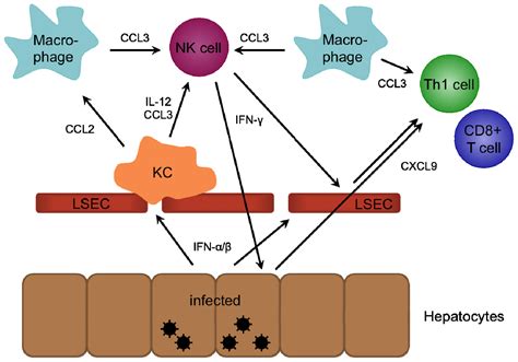 Ijms Free Full Text The Role Of Chemokines In Hepatitis C Virus